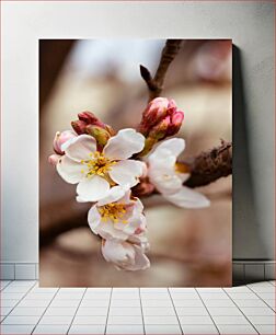 Πίνακας, Close-Up of Cherry Blossoms Κοντινό πλάνο των ανθισμένων κερασιών