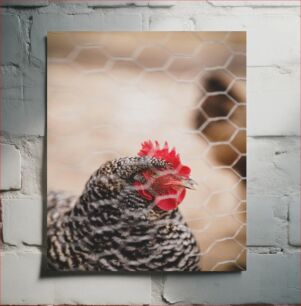 Πίνακας, Close-Up of Chicken Behind a Fence Κοντινό πλάνο του κοτόπουλου πίσω από έναν φράχτη