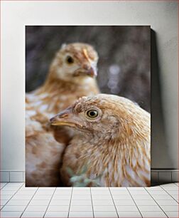 Πίνακας, Close-Up of Chickens Κοντινό πλάνο κοτόπουλων