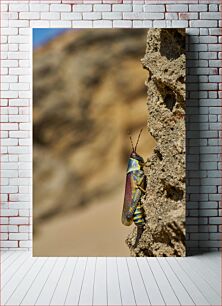 Πίνακας, Close-Up of Colorful Insect on Rock Κοντινό πλάνο πολύχρωμου εντόμου σε βράχο