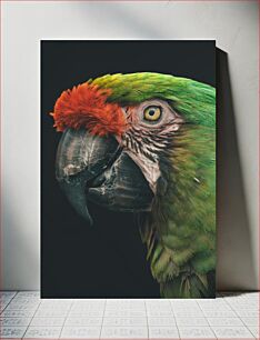 Πίνακας, Close-Up of Colorful Parrot Κοντινό πλάνο του πολύχρωμου παπαγάλου
