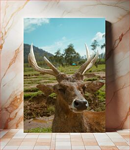 Πίνακας, Close-Up of Deer in Natural Habitat Κοντινό πλάνο ελαφιών σε φυσικό βιότοπο