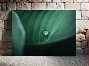 Πίνακας, Close-up of Dew Drops on Leaf Κοντινό πλάνο με σταγόνες δροσιάς στο φύλλο