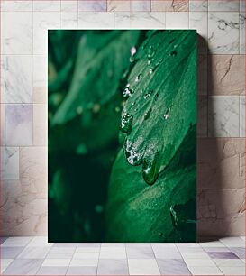 Πίνακας, Close-up of Dew on Leaf Κοντινό πλάνο της Δροσιάς στο φύλλο