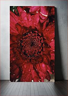 Πίνακας, Close-Up of Dewy Red Flower Κοντινό πλάνο του Dewy Red Flower