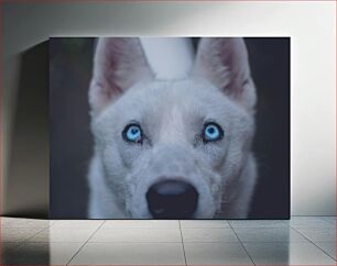 Πίνακας, Close-up of Dog with Blue Eyes Κοντινό πλάνο του σκύλου με τα μπλε μάτια
