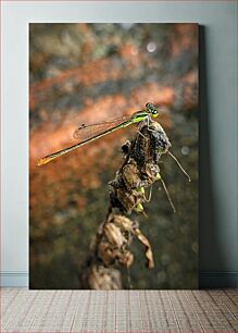 Πίνακας, Close-up of Dragonfly on a Twig Κοντινό πλάνο του Dragonfly σε ένα κλαδί