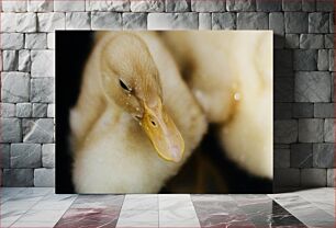 Πίνακας, Close-up of Duckling Κοντινό πλάνο παπάκι