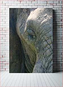 Πίνακας, Close-Up of Elephant Skin Κοντινό πλάνο του δέρματος ελέφαντα