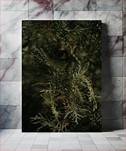 Πίνακας, Close-up of Evergreen Foliage Κοντινό πλάνο του αειθαλούς φυλλώματος
