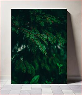 Πίνακας, Close-Up of Evergreen Foliage Κοντινό πλάνο του αειθαλούς φυλλώματος