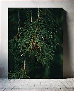 Πίνακας, Close-up of Evergreen Foliage Κοντινό πλάνο του αειθαλούς φυλλώματος