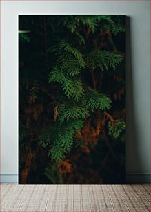 Πίνακας, Close-up of Evergreen Leaves Κοντινό πλάνο αειθαλών φύλλων