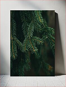 Πίνακας, Close-up of Evergreen Tree Branches Κοντινό πλάνο με κλαδιά αειθαλών δέντρων