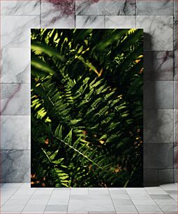 Πίνακας, Close-up of Fern Leaves Κοντινό πλάνο με φύλλα φτέρης