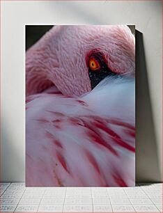 Πίνακας, Close-up of Flamingo Eye Κοντινό πλάνο του ματιού Flamingo