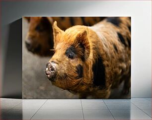 Πίνακας, Close-up of Furry Pig Κοντινό πλάνο του Furry Pig