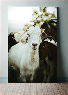 Πίνακας, Close-up of Goats Κοντινό πλάνο Κατσίκες