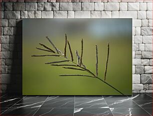 Πίνακας, Close-up of Grass Κοντινό πλάνο της χλόης