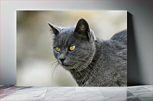 Πίνακας, Close-up of Gray Cat Κοντινό πλάνο της γκρίζας γάτας