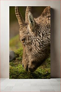 Πίνακας, Close-up of Grazing Animal Κοντινό πλάνο του ζώου που βόσκει