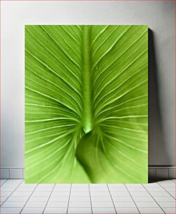 Πίνακας, Close-up of Green Leaf Veins Κοντινό πλάνο φλεβών πράσινων φύλλων