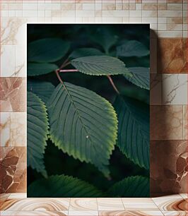 Πίνακας, Close-Up of Green Leaves Κοντινό πλάνο πράσινων φύλλων