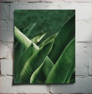 Πίνακας, Close-up of Green Leaves Κοντινό πλάνο με πράσινα φύλλα