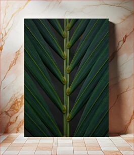Πίνακας, Close-Up of Green Palm Leaf Κοντινό πλάνο του πράσινου φύλλου φοίνικα