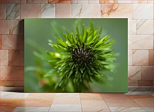 Πίνακας, Close-up of Green Plant Κοντινό πλάνο του πράσινου φυτού