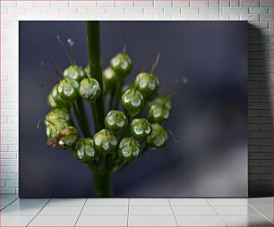 Πίνακας, Close-up of Green Plant Κοντινό πλάνο του πράσινου φυτού