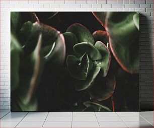 Πίνακας, Close-up of Green Succulents Κοντινό πλάνο των πράσινων παχύφυτων