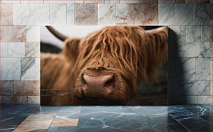 Πίνακας, Close-up of Highland Cow Κοντινό πλάνο του Highland Cow