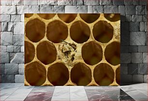 Πίνακας, Close-up of Honeycomb and Bee Κινηματογράφηση σε πρώτο πλάνο της κηρήθρας και της μέλισσας