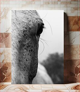 Πίνακας, Close-up of Horse Eye Κοντινό πλάνο του Horse Eye