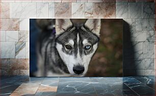 Πίνακας, Close-Up of Husky with Heterochromia Κοντινό πλάνο του χάσκι με ετεροχρωμία