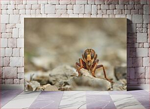 Πίνακας, Close-up of Insect on Rocky Ground Κοντινό πλάνο του εντόμου σε βραχώδες έδαφος