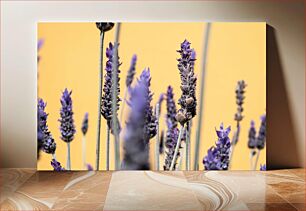 Πίνακας, Close-up of Lavender Flowers Κοντινό πλάνο λουλουδιών λεβάντας