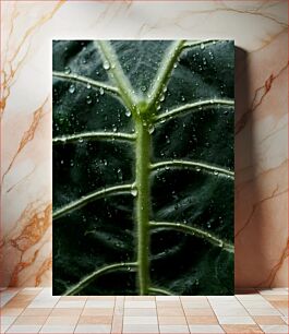 Πίνακας, Close-up of Leaf with Water Droplets Κοντινό πλάνο φύλλου με σταγόνες νερού