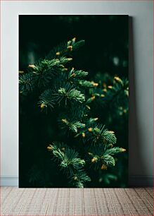 Πίνακας, Close-Up of Lush Green Pine Branches Κοντινό πλάνο από καταπράσινα κλαδιά πεύκου