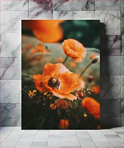 Πίνακας, Close-Up of Orange Flowers Κοντινό πλάνο με πορτοκαλί λουλούδια
