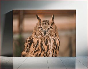 Πίνακας, Close-up of Owl Κοντινό πλάνο της κουκουβάγιας