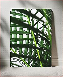 Πίνακας, Close-up of Palm Leaves Κοντινό πλάνο των φύλλων φοίνικα