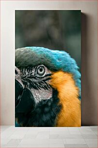 Πίνακας, Close-up of Parrot's Eye and Feathers Κοντινό πλάνο του ματιού και των φτερών του παπαγάλου