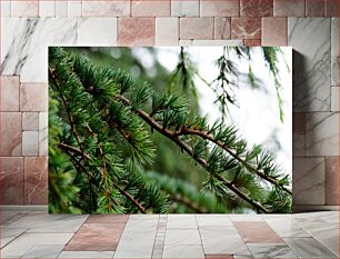 Πίνακας, Close-up of Pine Branches Κοντινό πλάνο με κλαδιά πεύκου