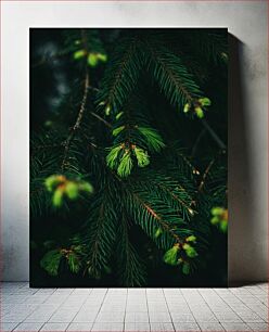 Πίνακας, Close-up of Pine Needles Κοντινό πλάνο με πευκοβελόνες