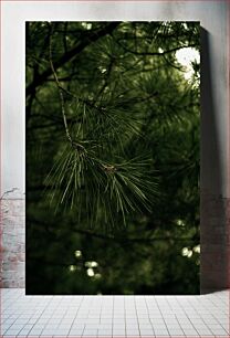 Πίνακας, Close-up of Pine Needles Κοντινό πλάνο με πευκοβελόνες