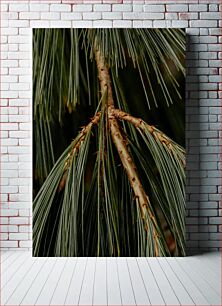 Πίνακας, Close-Up of Pine Needles Κοντινό πλάνο Πευκοβελόνες