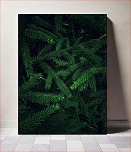 Πίνακας, Close-Up of Pine Tree Branches Κοντινό πλάνο κλαδιά πεύκων