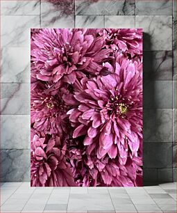 Πίνακας, Close-up of Pink Chrysanthemums Κοντινό πλάνο ροζ χρυσάνθεμων